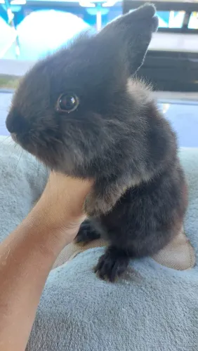 Coelho Mini Lion Head Fêmea Pelo Denso muito dócil e carinhosa