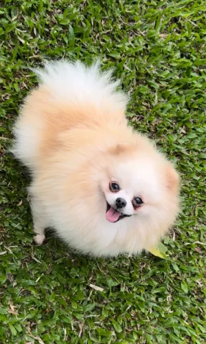 Lulu da Pomerania Fêmea adulta
