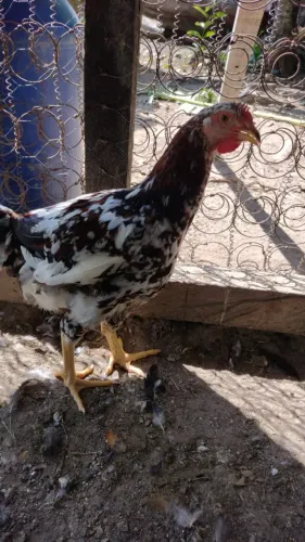 Frango GSB disponível