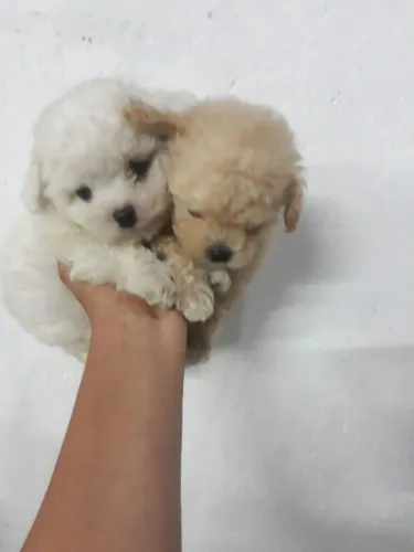 Lindos filhotes Poodle machos e fêmeas vacinados
