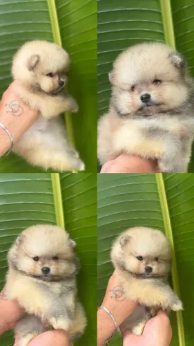 Lulu da pomerania