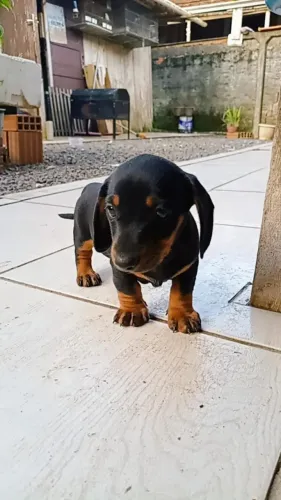 Cachorro Dachshund