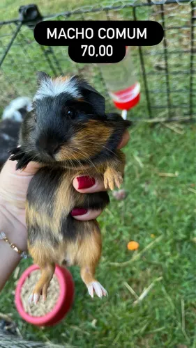 Porquinho da índia filhote macho 