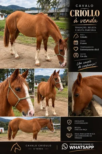 Cavalo Criolo