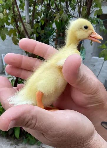Marreco Pompom