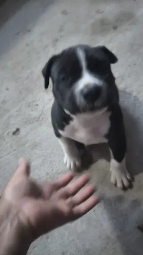 Vendo filhote de Pitbull fêmea 