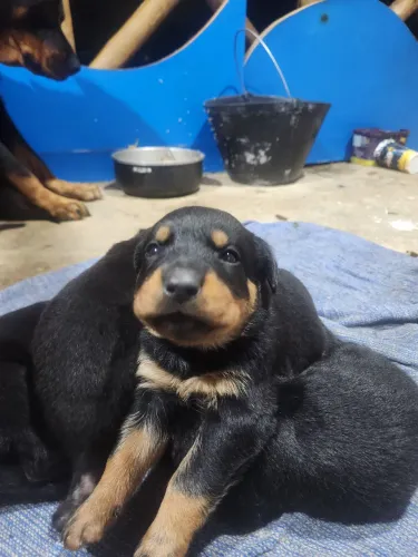 Filhote rottweiler