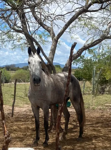 Égua mangalarga picado