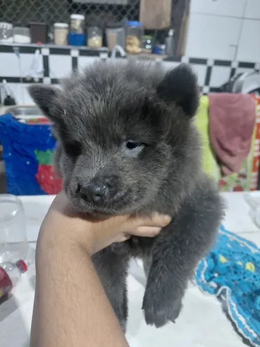 Cachorro