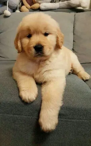 Golden Retriever Seus Dias Mais Leve Começa Com Esse Filhote