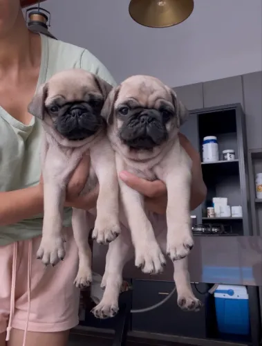 Pug 