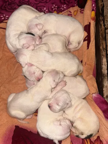 Animais  cachorro 