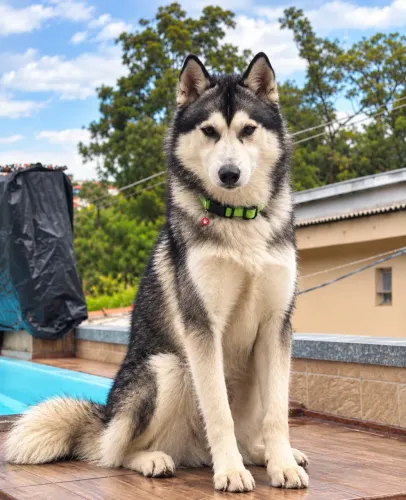 Estou doando husky macho de 1 ano e meio