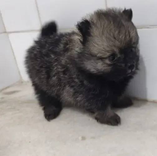Filhote de Spitz alemão anão 