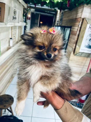 Spitz Alemão anão 