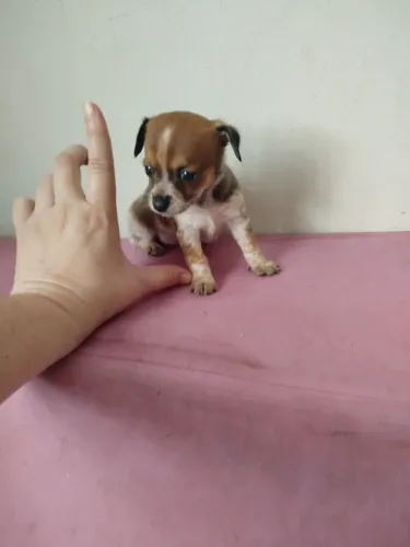 Pinscher zero femea