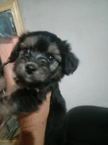 Vendo lindos filhotes de Poodle