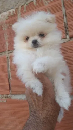 Lindo filhote lulu da Pomerânia disponível pronta entrega