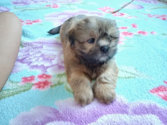 Lhasa apso macho