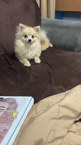 Lulu da pomerania femea
