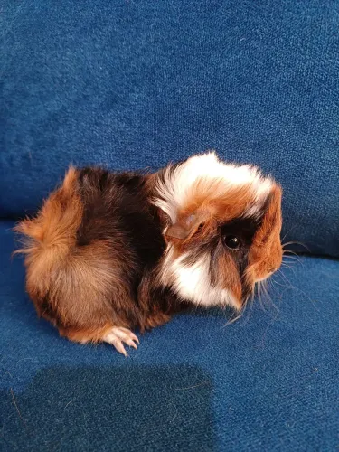 Porquinho da india 