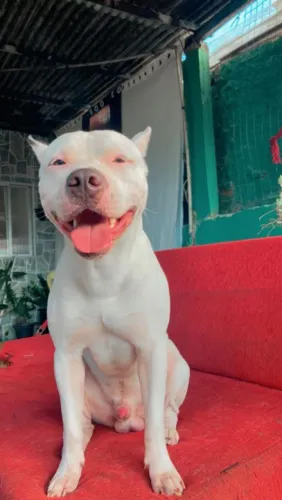 Doa-se cachorro American Staffordshire Terrier