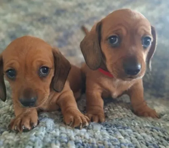 Basset Dachshund Teckel Filhotes Cores Variadas.