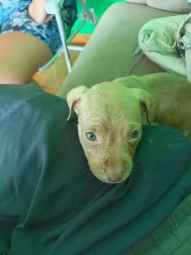 Filhote Pit Bull
