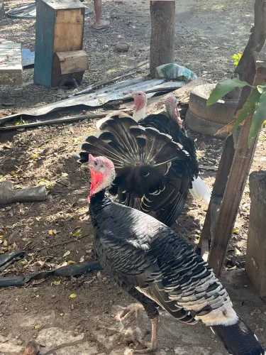Vendo peru macho