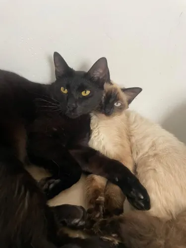 Doação gatos