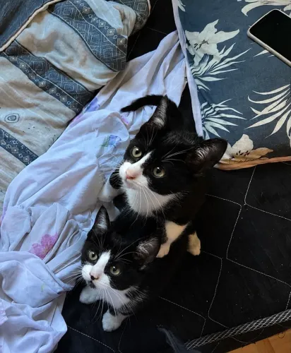 Doação de gatinhas filhotes
