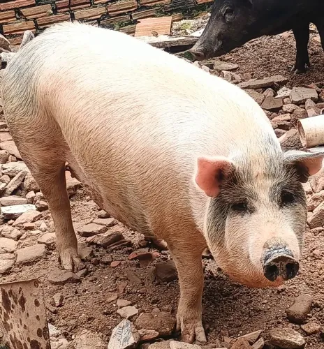 Agropecuária