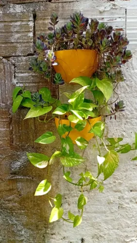 Vaso de parede com Jibóia - planta trepadeira