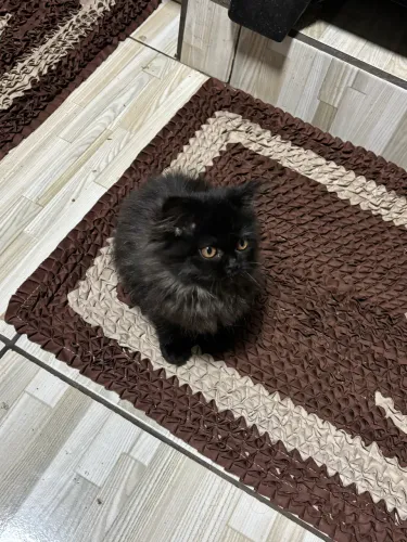 Linda gata persa disponível!