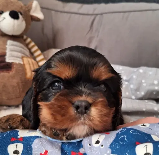Cavalier king macho e fêmea todas as cores 