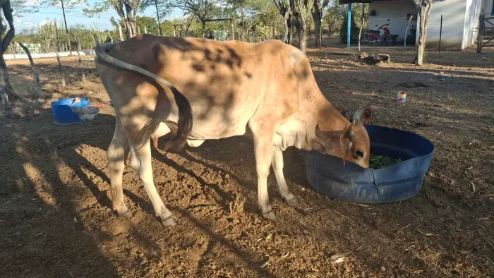 Vendo vaca parida.