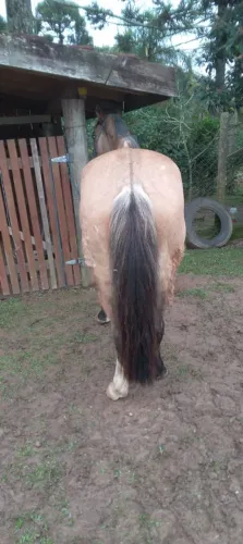 Cavalo crioulo