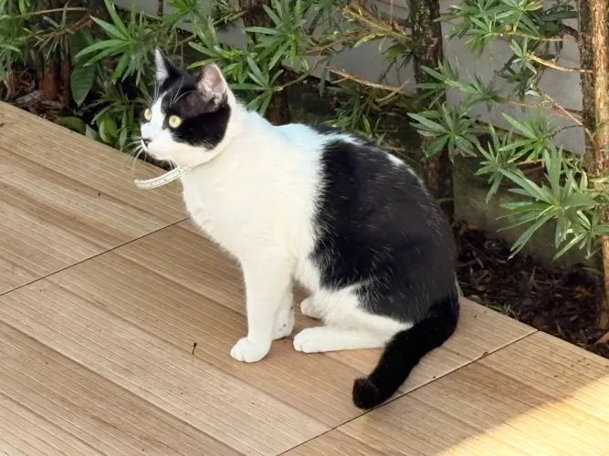 Doação de gatos 