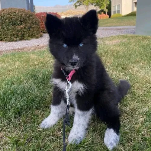 Filhotes de Husky Siberiano | Uma nova conexão pode começar com um olhar curioso!