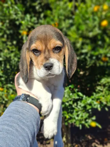 Macho de beagle 13 polegadas