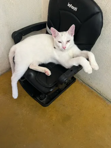 Gato