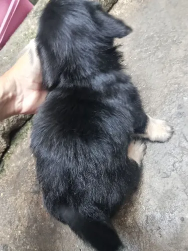 Vendo essa coisinha fofa podle toy 1 mês vermífugado 400 
