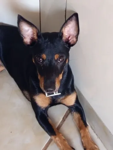 Pincher de 7 meses