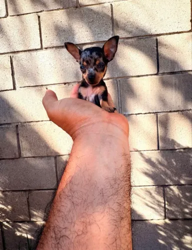Pinscher vacinado e vermifugado com 60 dias