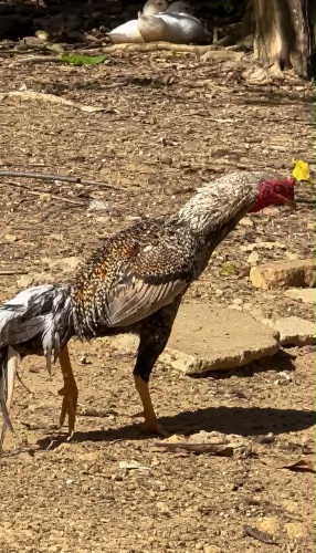 Galo índio carijo pra venda $180 (leia a descrição)