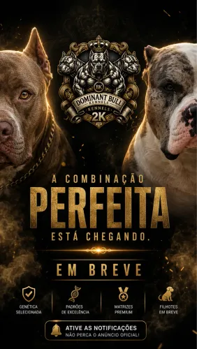 FILHOTES DE PITMONSTER