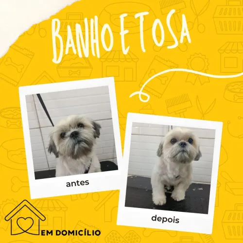 Banho e tosa em domicílio 