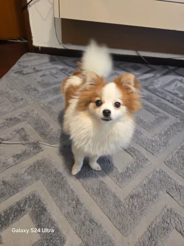 Cachorro  lulu pomorenia 