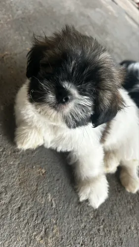 Vendo filhote de shih tzu