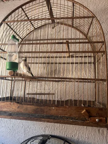 2. Gaiolas boas